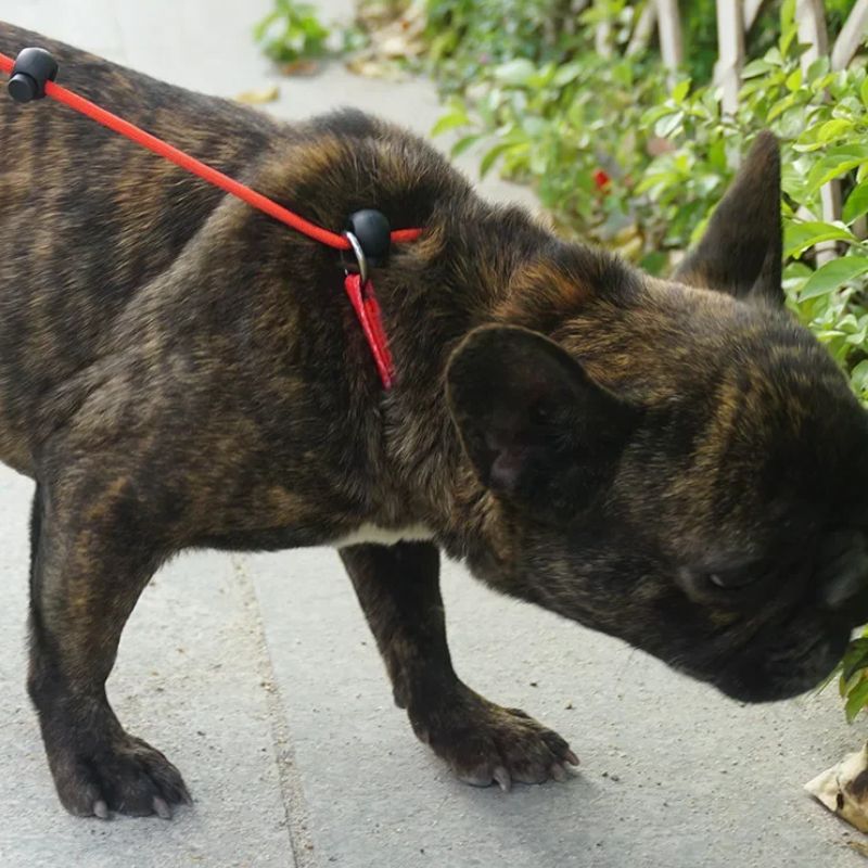 Laisse pour chien | PerfectTrainingTool - Les Plaisirs Canins