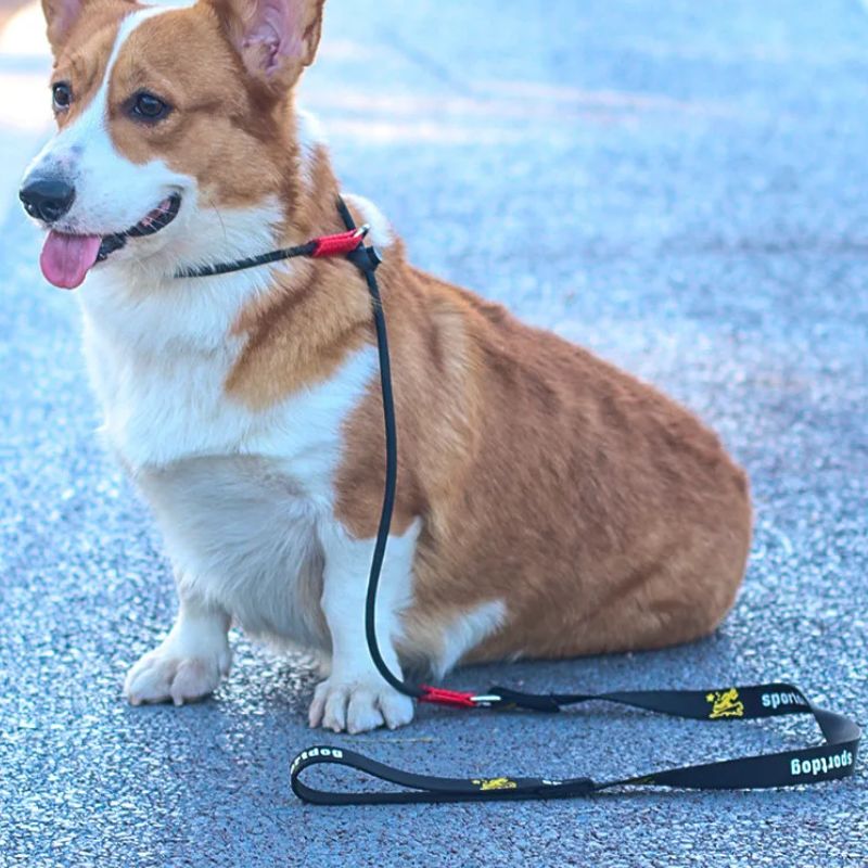 Laisse pour chien | PerfectTrainingTool - Les Plaisirs Canins