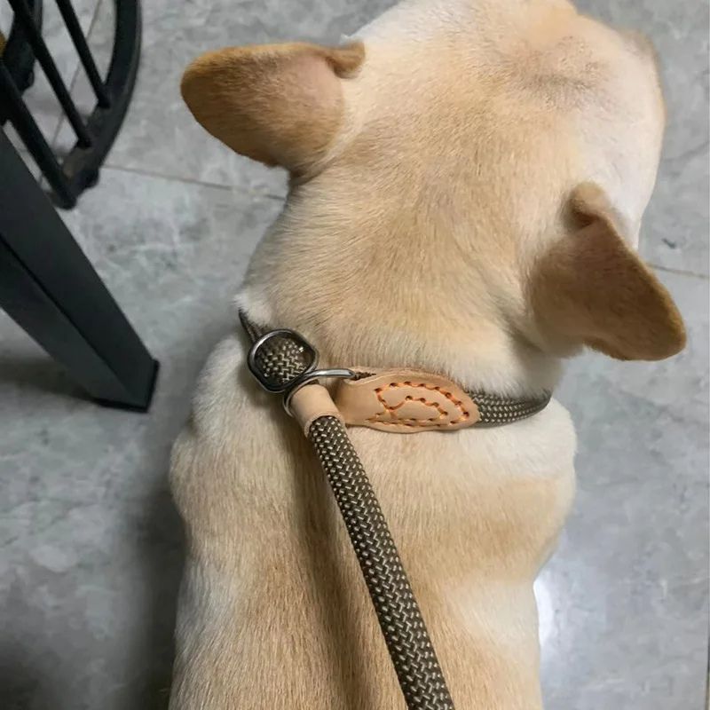 Laisse pour chien | TopTraining - Les Plaisirs Canins