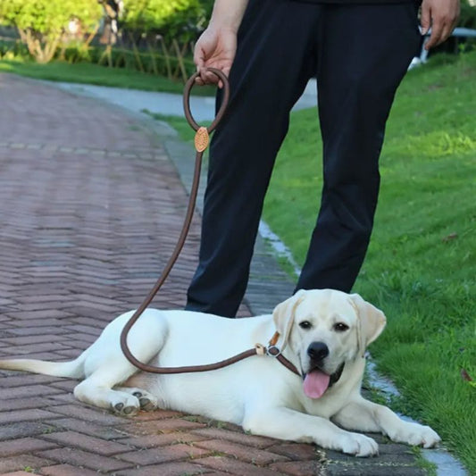 Laisse pour chien | TopTraining - Les Plaisirs Canins