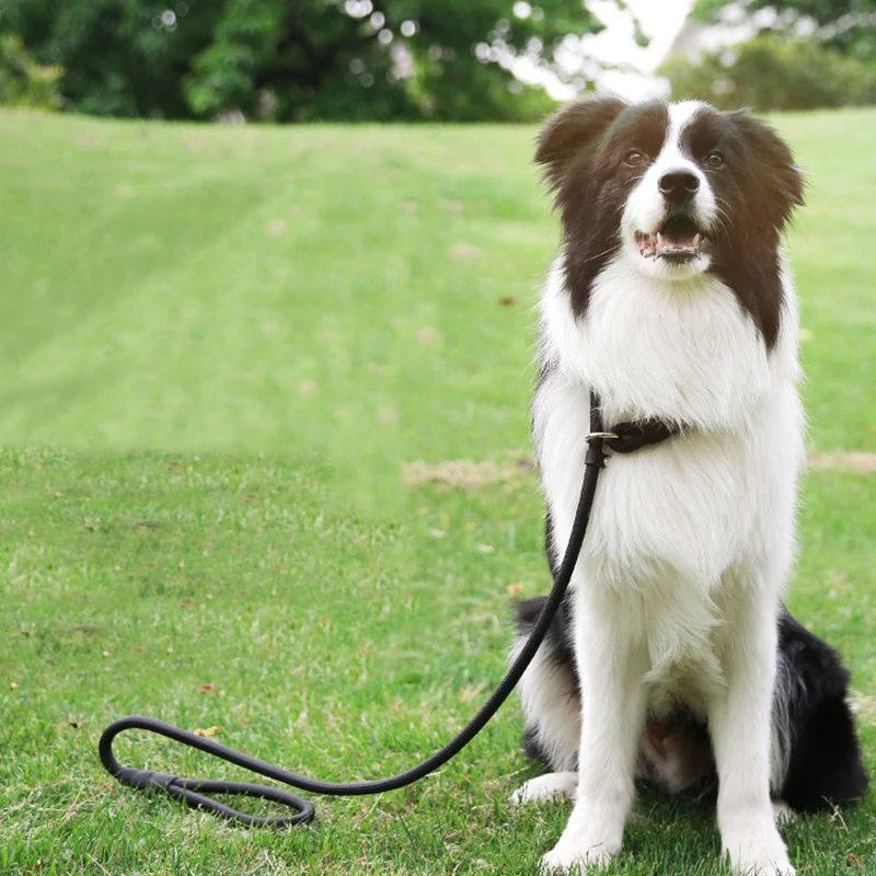 Laisse pour chien | TopTraining - Les Plaisirs Canins