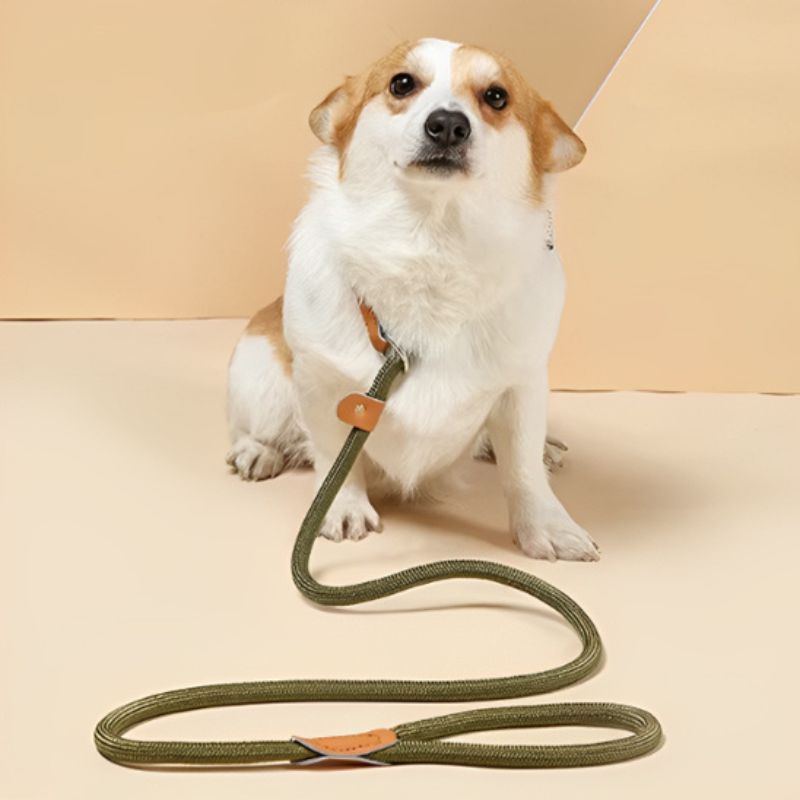 Laisse pour chien | TopTraining - Les Plaisirs Canins