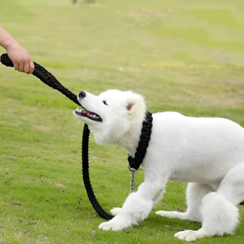 Laisse pour chien | TressyRopy™ - Les Plaisirs Canins