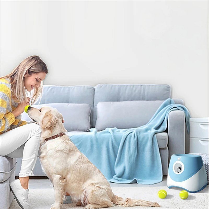 Labrador assis dans son salon avec son maitre entrain de jouer avec son lanceur de balle pour chien bleu