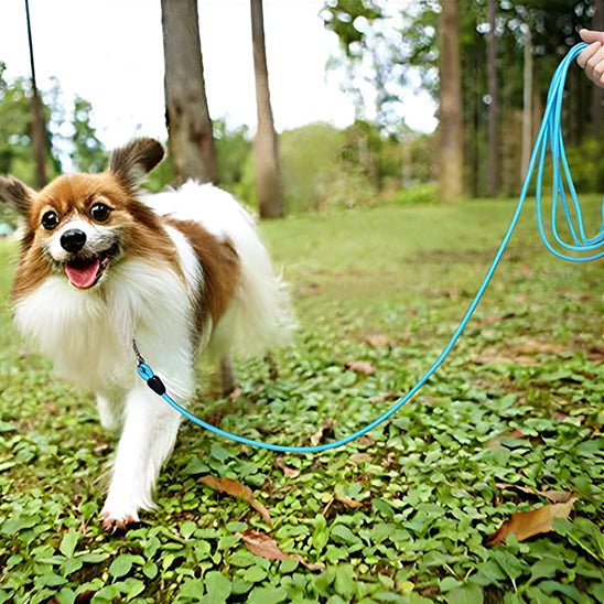 petit chien qui court dehors avec sa longe chien 