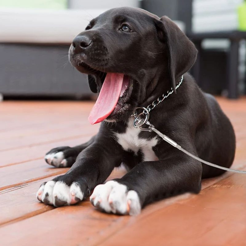 petit chiot allongé dehors attacher à une longe pour chien 