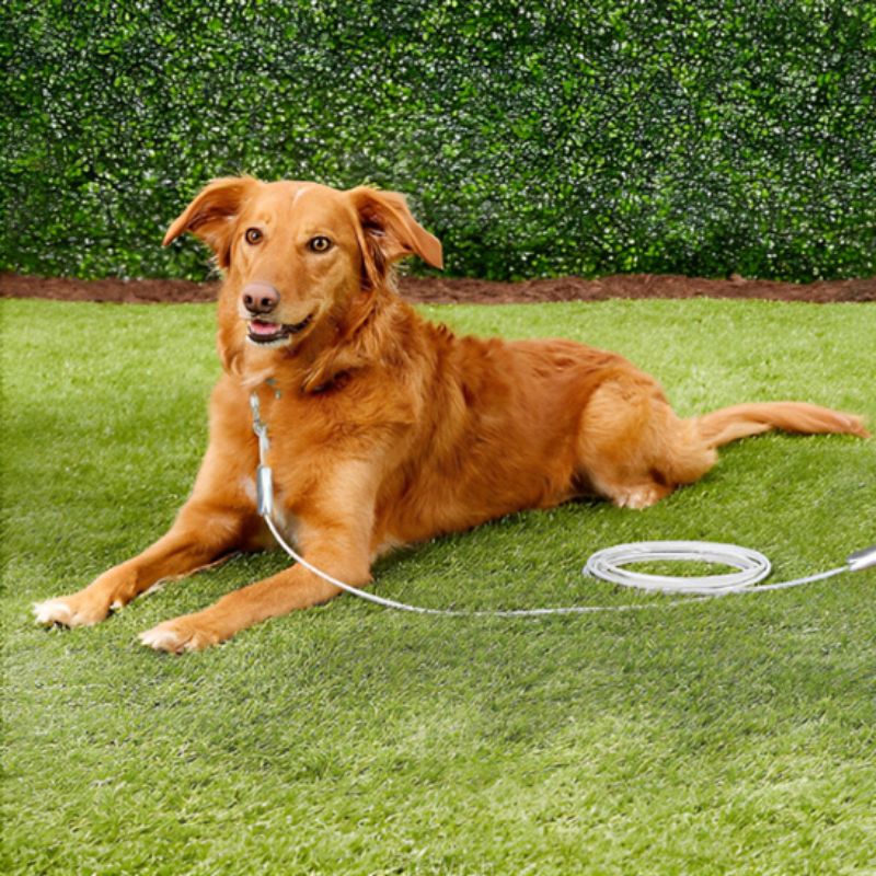 chien marron allongé dehors attacher à une longe pour chien 