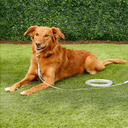 chien marron allongé dehors attacher à une longe pour chien 
