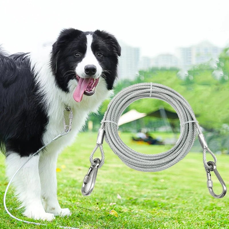 border collie dehors attacher à sa longe pour chien