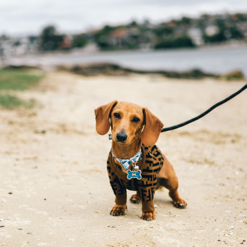 petit chien à la plage avec sa longe pour chien 