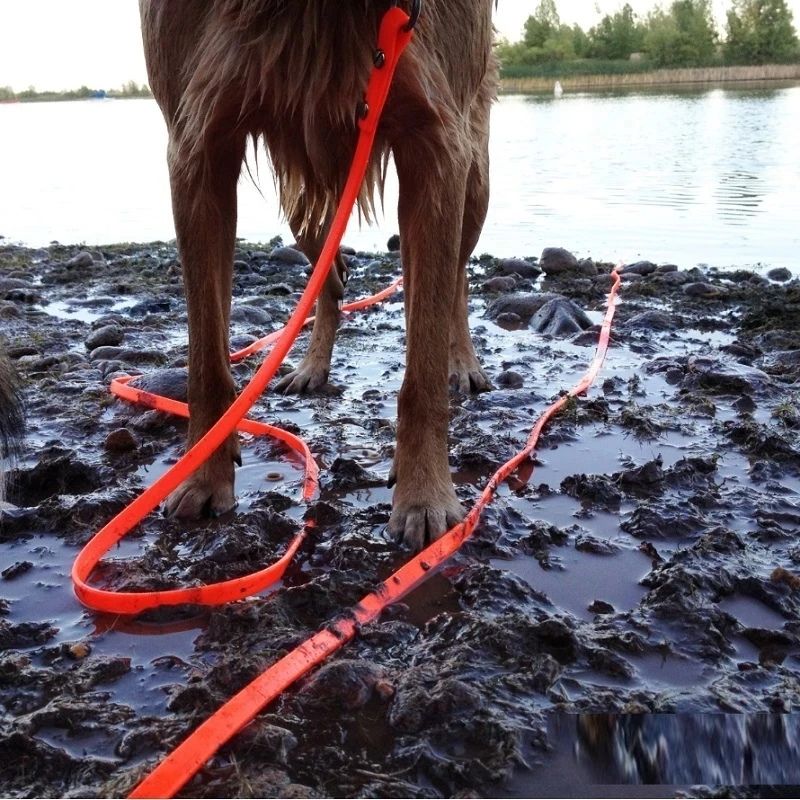 Golden-retriever-dans-la-boue-avec-sa-longe-Pour-Chien