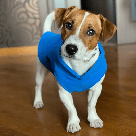 Manteau chien | BeauManto - Les Plaisirs Canins