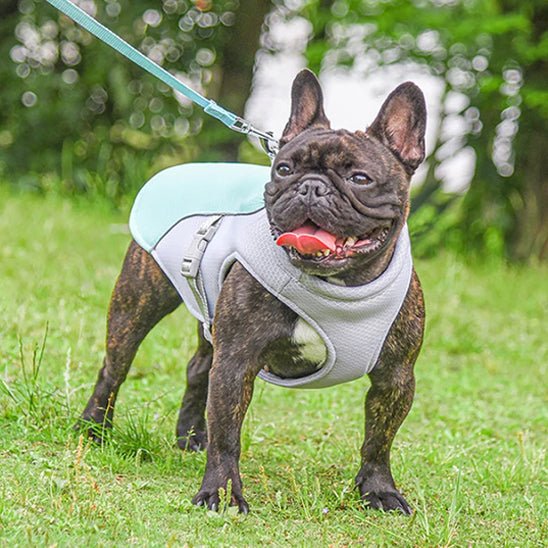 bouledogue-francais-manteau-chien-gris-et-bleu-en-promenade