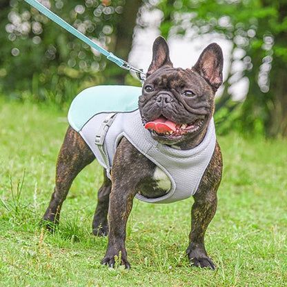 bouledogue-francais-manteau-chien-gris-et-bleu-en-promenade