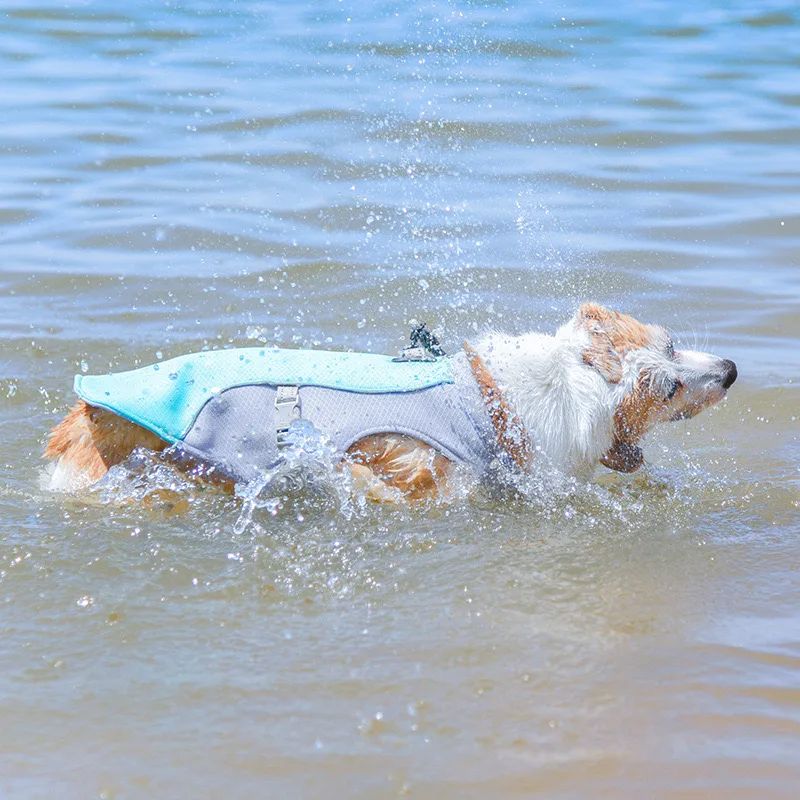 corgi dans l'eau avec son manteau chien bleu et gris