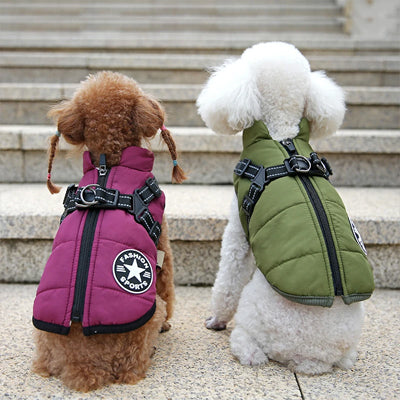 Deux petits chiens vus de dos portant un manteau chien vert et violet avec harnais