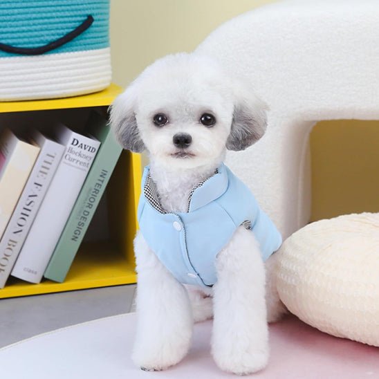 petit-chien-avec-manteaux-chien