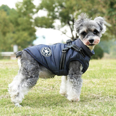Schnauzer portant un manteau chien noir avec harnais intégré en extérieur