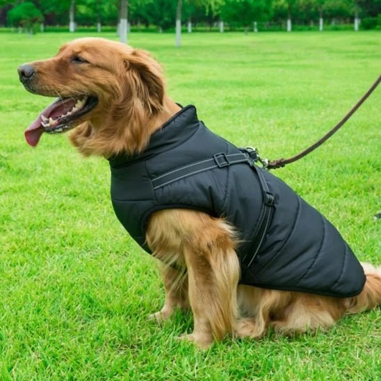 Golden-Retriever-en-promenade-avec-son-manteau-chien-bleu