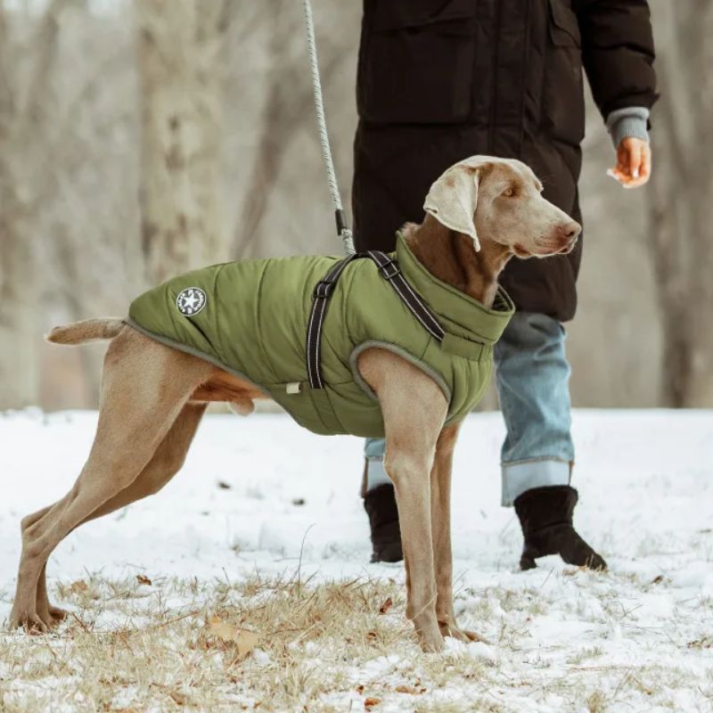 braque-de-weimar-en-promenade-dans-la-neige-avec-son-manteau-chien-vert