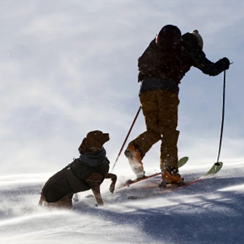 weimaraner-dans-la-neige-avec-son-manteau-pour-chien-kaki-impermeable