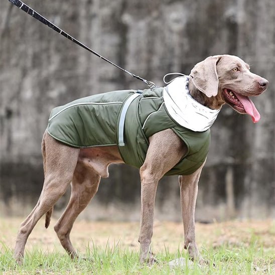 weimaraner-dehors-avec-son-manteau-pour-chien-kaki-impermeable