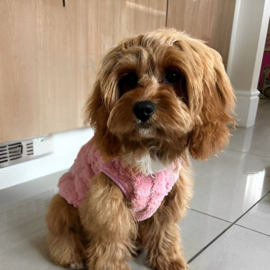 Manteau pour chien | PrettyCute - Les Plaisirs Canins