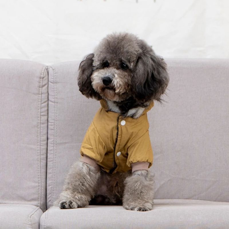 Petit chien gris avec son manteau pour chien assis sur le sofa