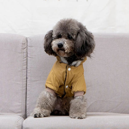 Petit chien gris avec son manteau pour chien assis sur le sofa