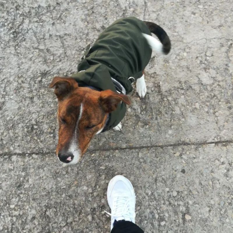 Petit chien dehors avec son manteau pour chien
