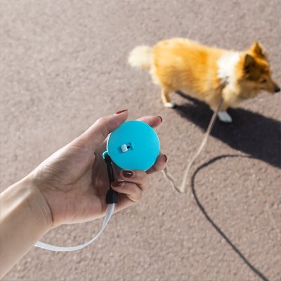 Petit chien en promenade avec sa Laisse pour chien rétractable format compact