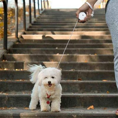 petit bichon blanc dans des escaliers à l'exterieur avec sa laisse pour chien rétractable idéale pour petits chiens