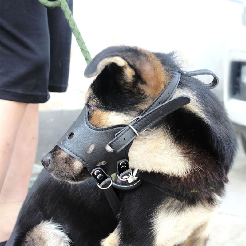chiot-en-promenade-avec-museliere-chien-cuir-noir