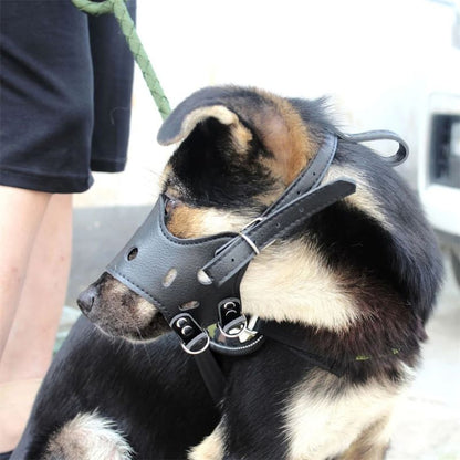 chiot-en-promenade-avec-museliere-chien-cuir-noir