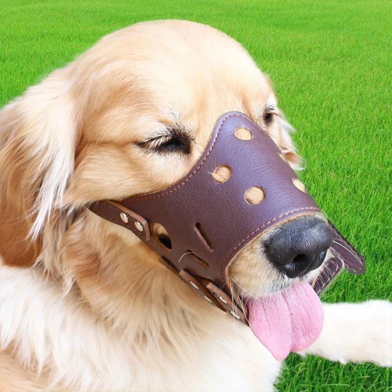 golden-retriever-coucher-dehors-avec-museliere-chien-cuir-marron