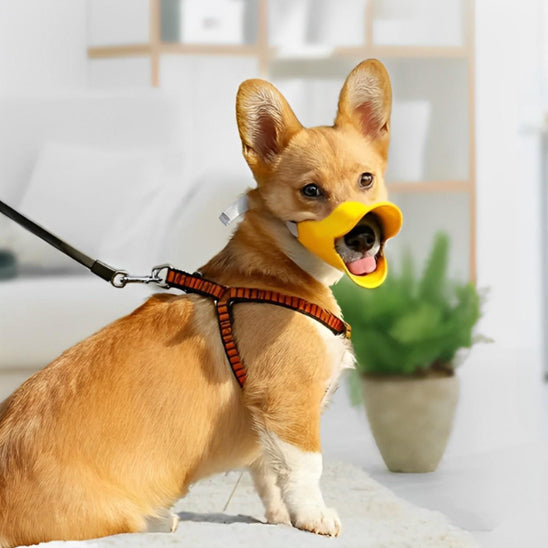 Muselière chien jaune en forme de bec de canard portée par un Corgi en harnais