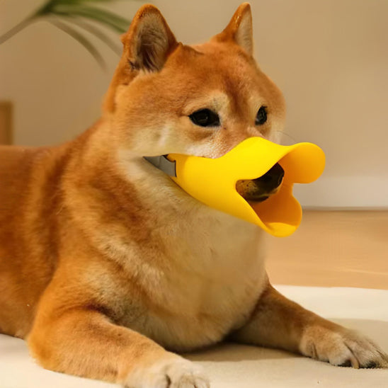 Muselière chien jaune en forme de bec de canard portée par un Shiba allongé