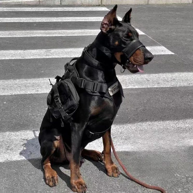 doberman-dans-la-rue-museliere-chien-noire