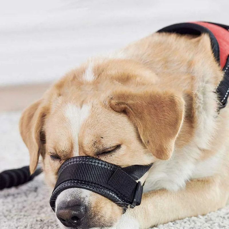 petit-chien-qui-dort-avec-sa-museliere-chien-noire