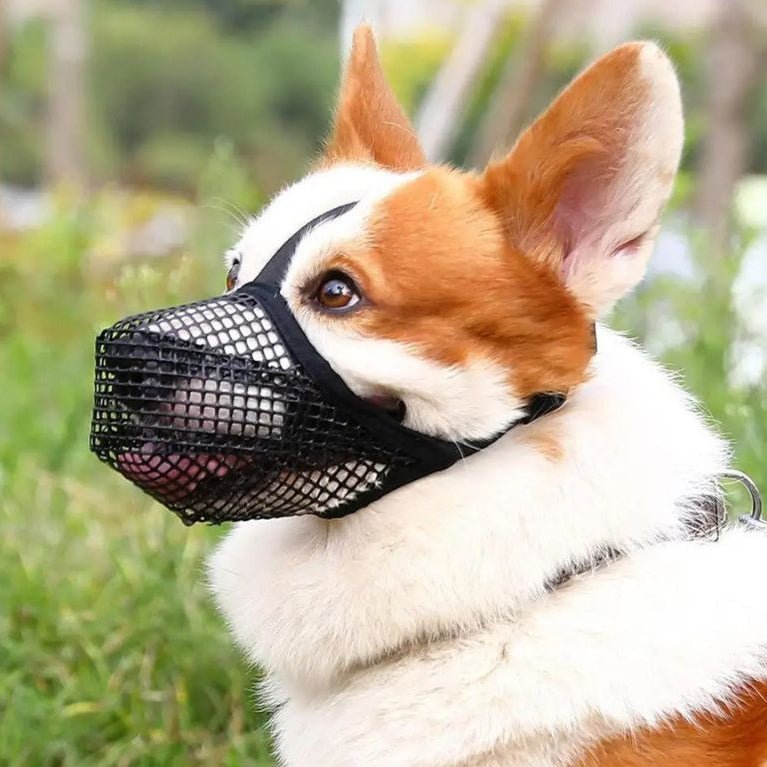 Muselière chien | PetitFilet - Les Plaisirs Canins