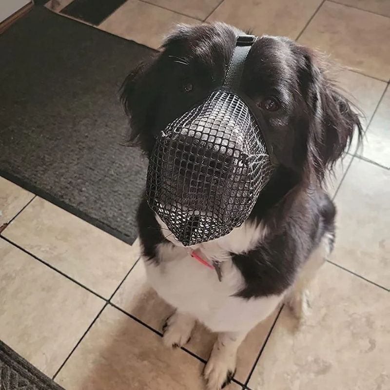 Muselière chien | PetitFilet - Les Plaisirs Canins