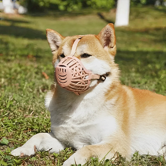 Shiba coucher sur l’herbe avec une muselière chien de couleur rose