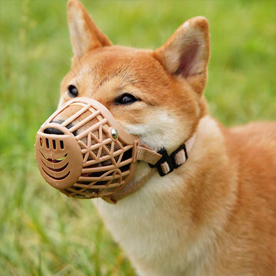 Shiba portant une muselière chien en plastique rose à l’extérieur