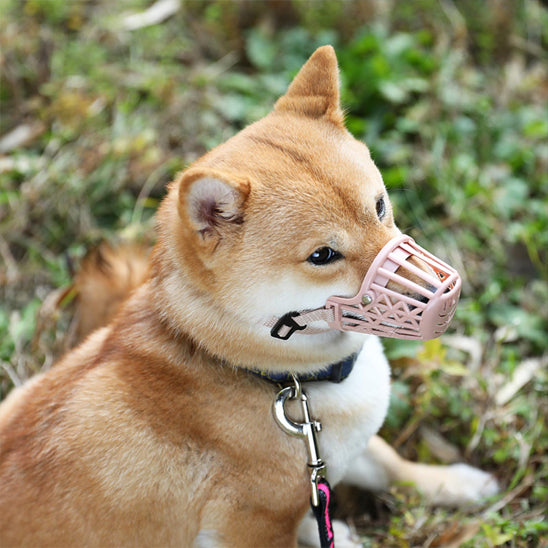 Shiba assis sur l’herbe avec une muselière chien de couleur rose