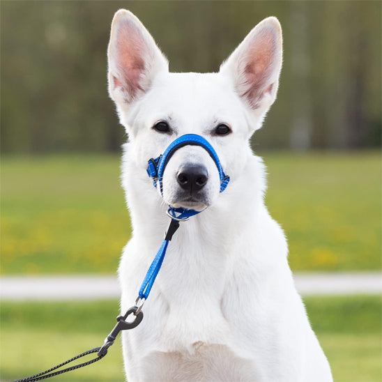 Muselière pour chien bleue sur berger blanc en promenade avec son maître