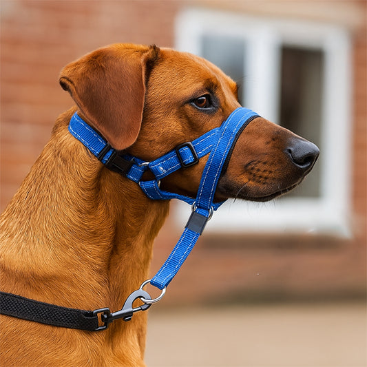 Muselière pour chien bleue réglable sur berger blanc vue de profil