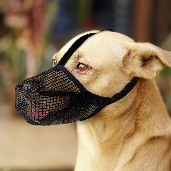 Chien à poil court portant une muselière pour chien noire en maille
