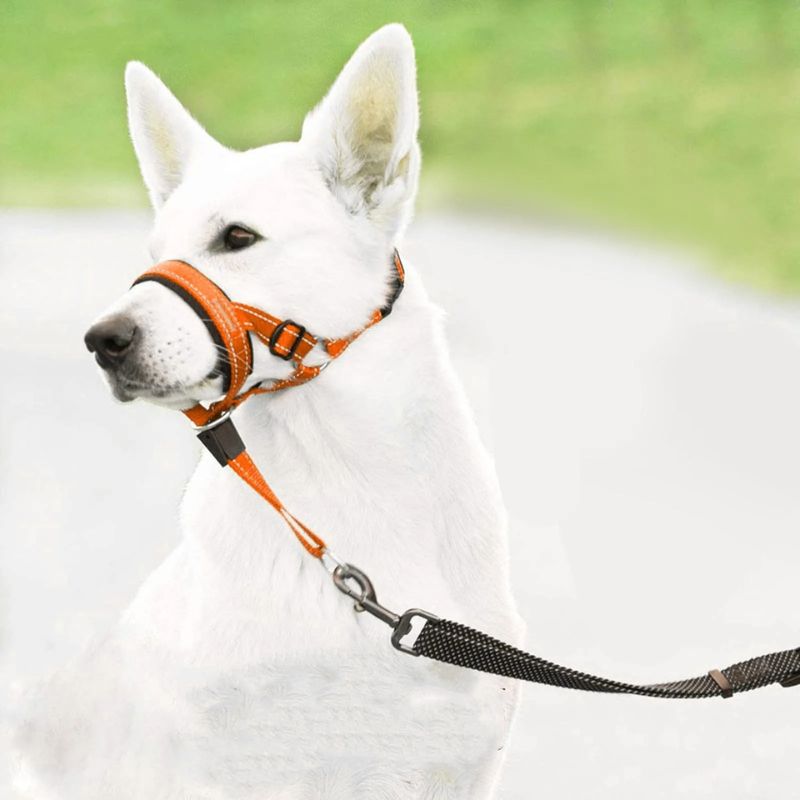 chien-blanc-museliere-pour-chien-orange