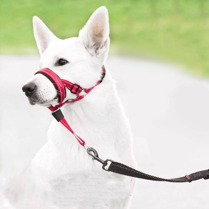 chien-blanc-museliere-pour-chien-rouge