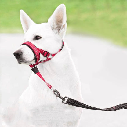 chien-blanc-museliere-pour-chien-rouge
